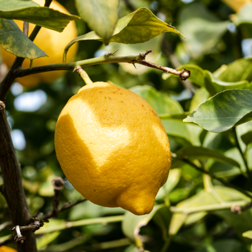 un-limon un-limon